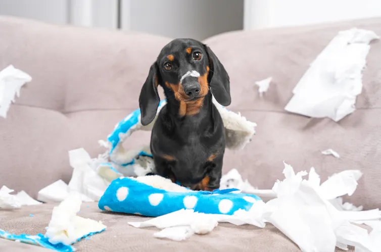 A puppy sits in among some torn up tissues and a chewed-up shoe.