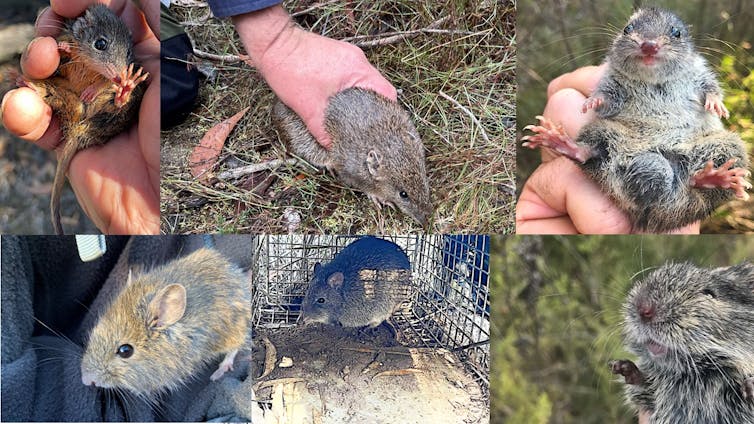 Six photos showing native small mammals from the Grampians landscape: yellow-footed antechinus, southern brown bandicoot, agile antechinus (male), swamp rat, long-nosed potoroo, heath mouse.
