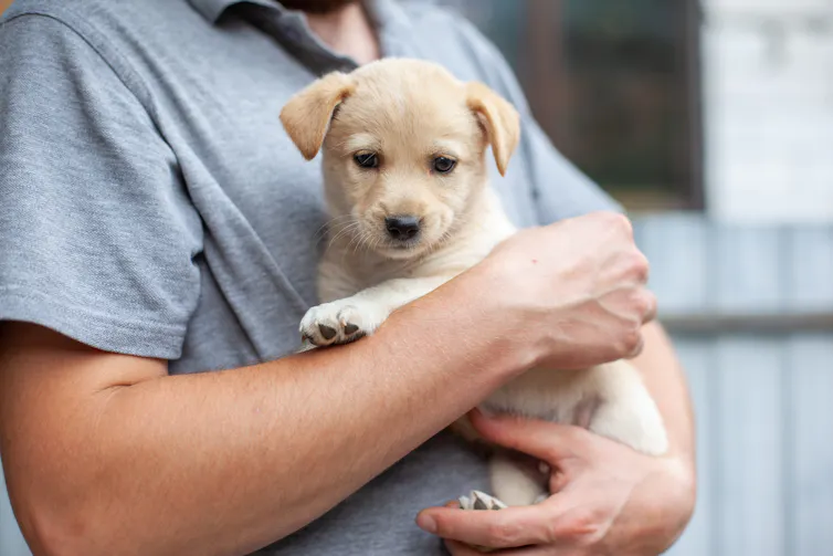 A man holds a baby lab.