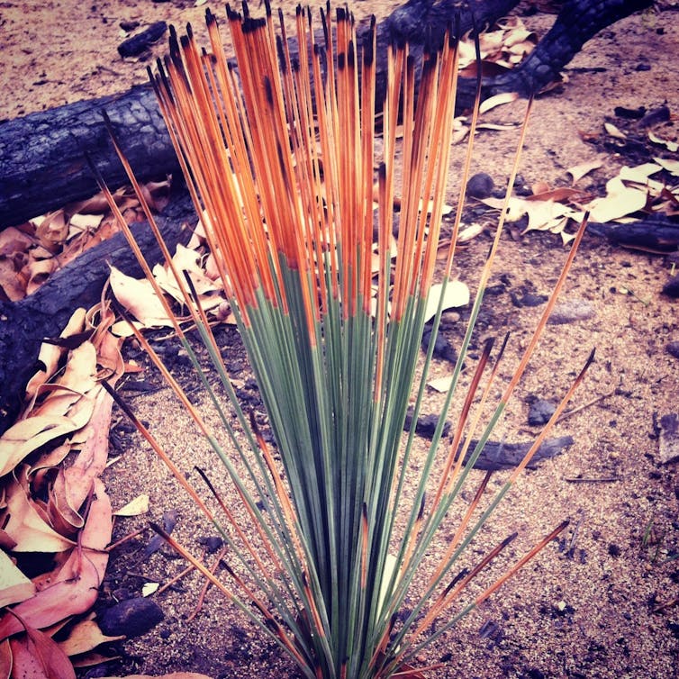 Closeup of a native grass tree showing fresh green shoots beneath orange burnt tips after fire.