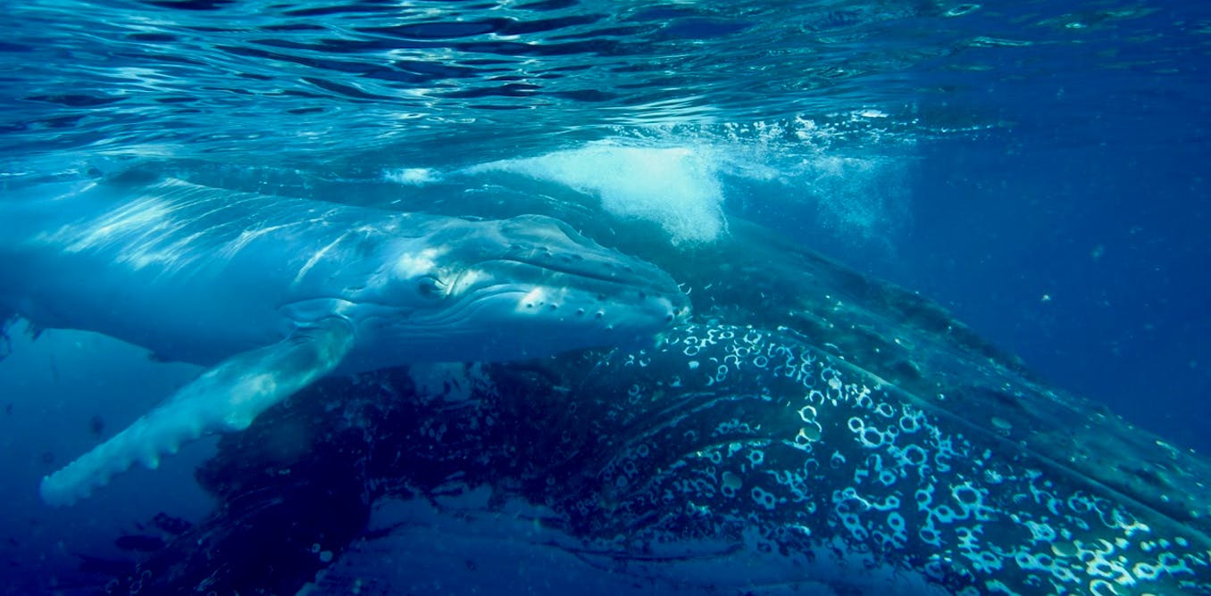 Whalesong patterns follow a universal law of human language, new research finds