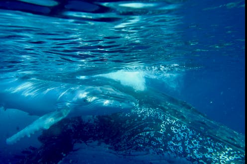 Whalesong patterns follow a universal law of human language, new research finds