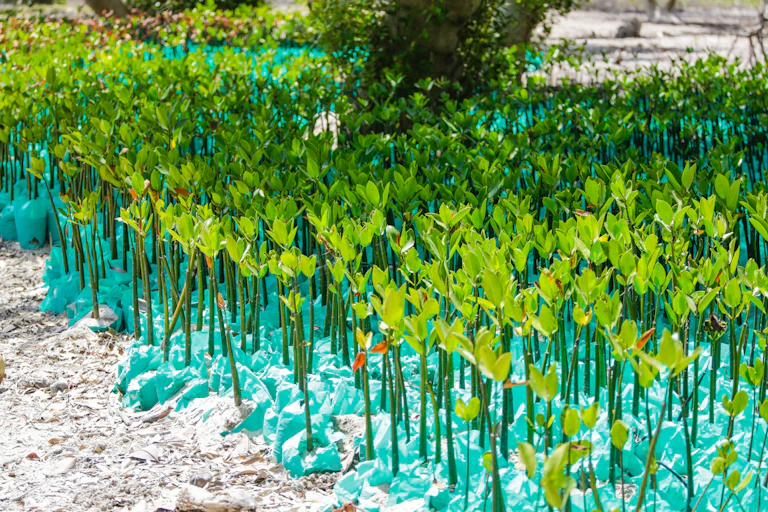 Plants consisting of sticks with some leaves at the top, standing in bags on sand