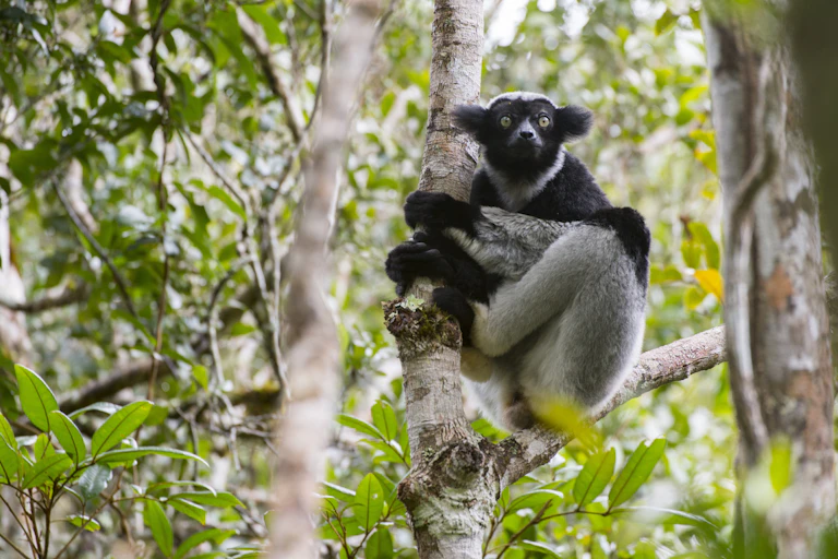 A black and grey primate clings to a tree trunk