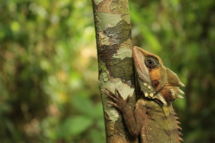 Lizard clinging onto tree