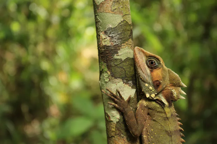 Lagarto agarrado à árvore
