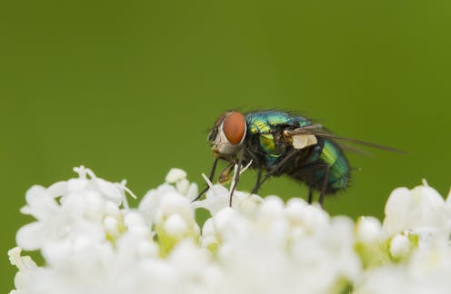 beetles and other brilliant bugs are nature’s unsung pollinators