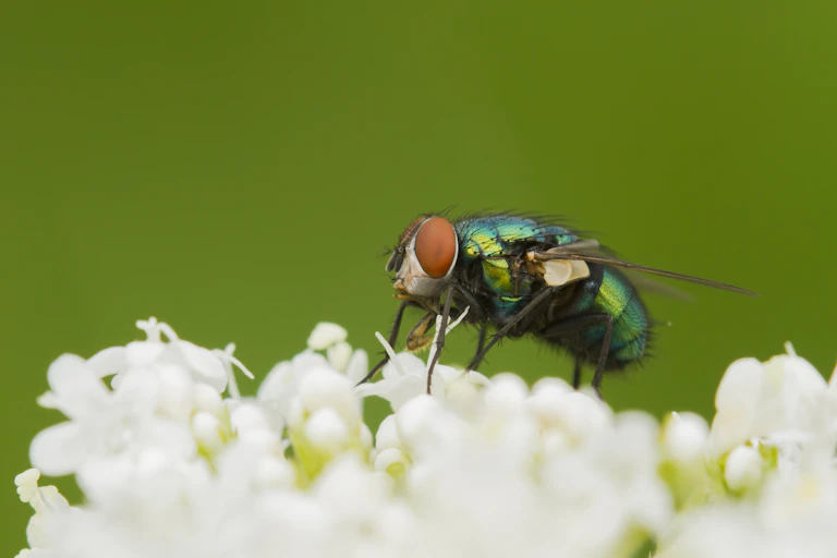 A fly sits on a flower