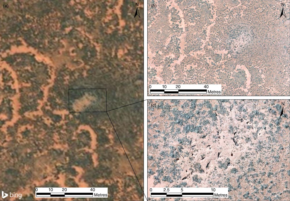 The Nullarbor is riddled with wombat and rabbit warrens. Scientists are ...