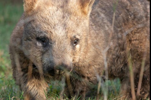 The Nullarbor is riddled with wombat and rabbit warrens. Scientists are watching them from space