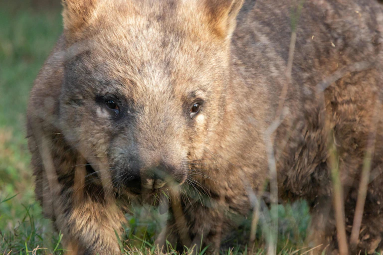 Close up photo of a southern hairy-nosed wombat.