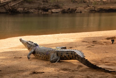 Nocturnal basking and deep diving may not be enough to keep crocodiles cool in a warming world