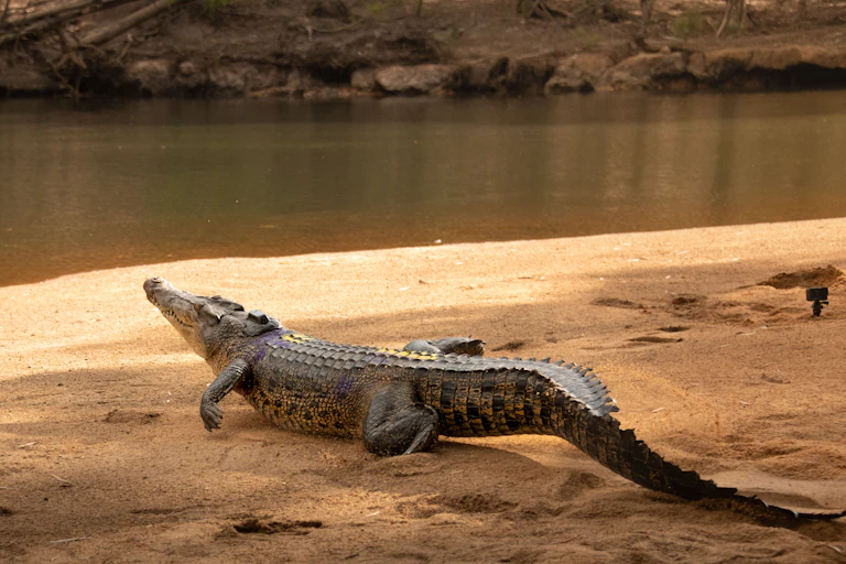A crocodile with a satellite tracker