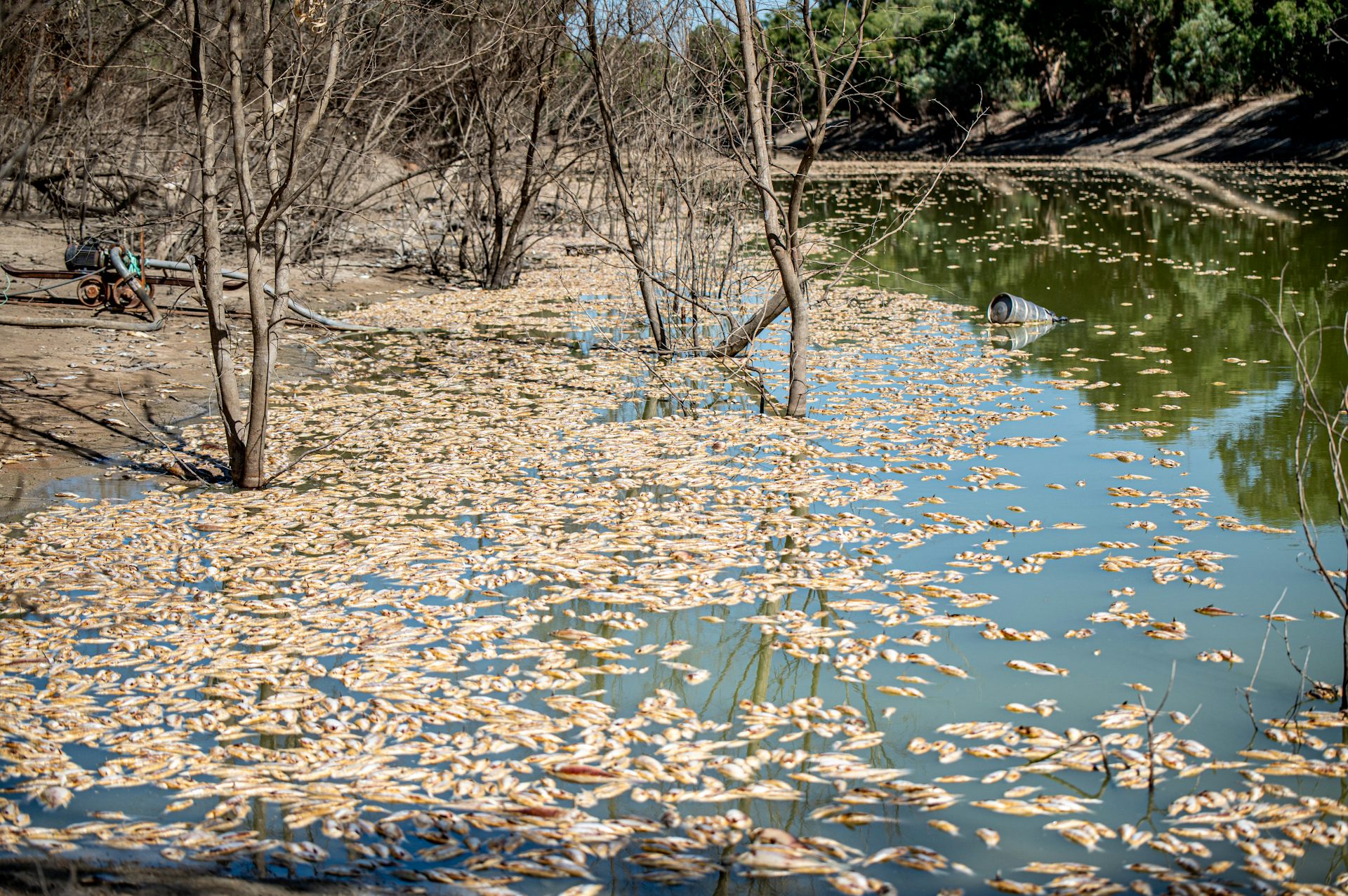 dead fish along river