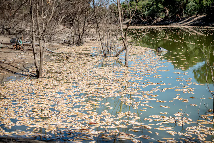 dead fish along river