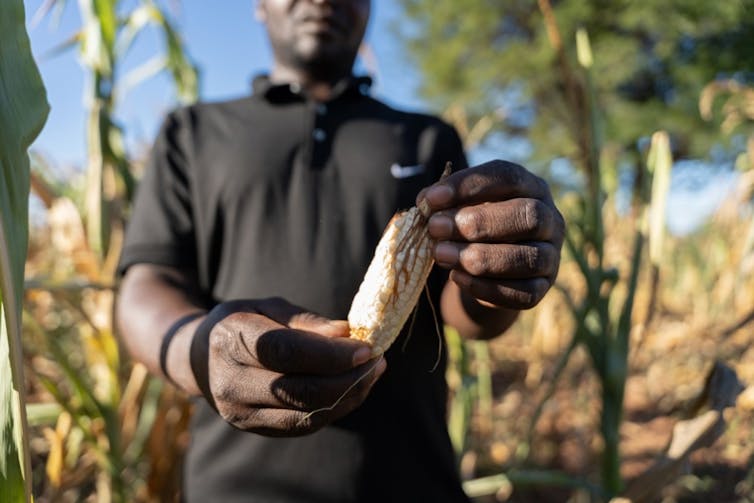 Man holds up drought-affected corn