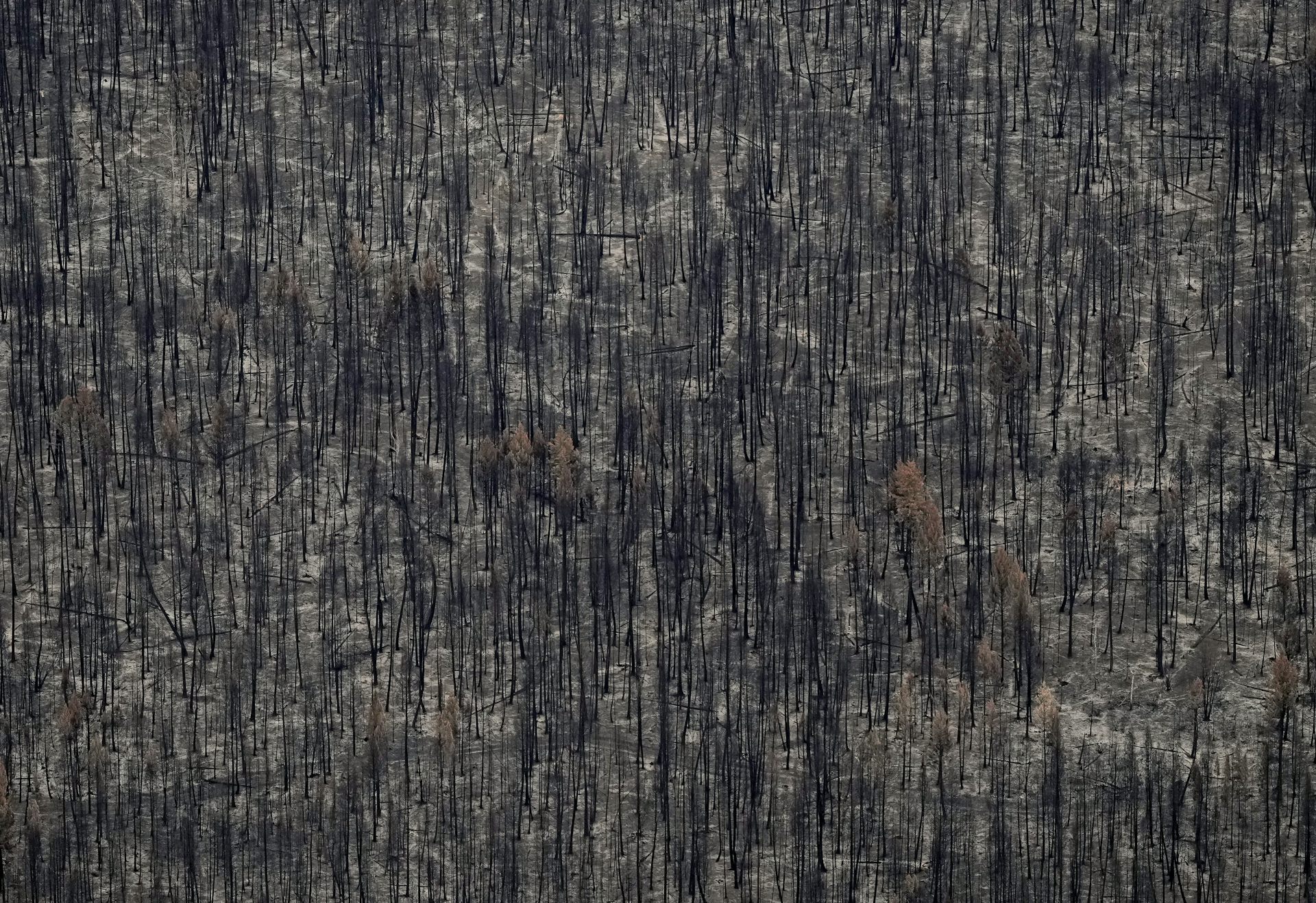 El bosque de árboles muertos de muertos