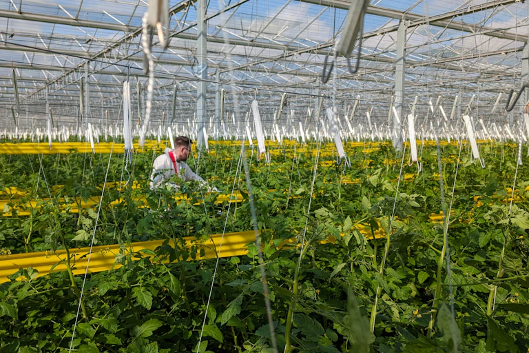 green house with hi tech equipment, man among tomato crop