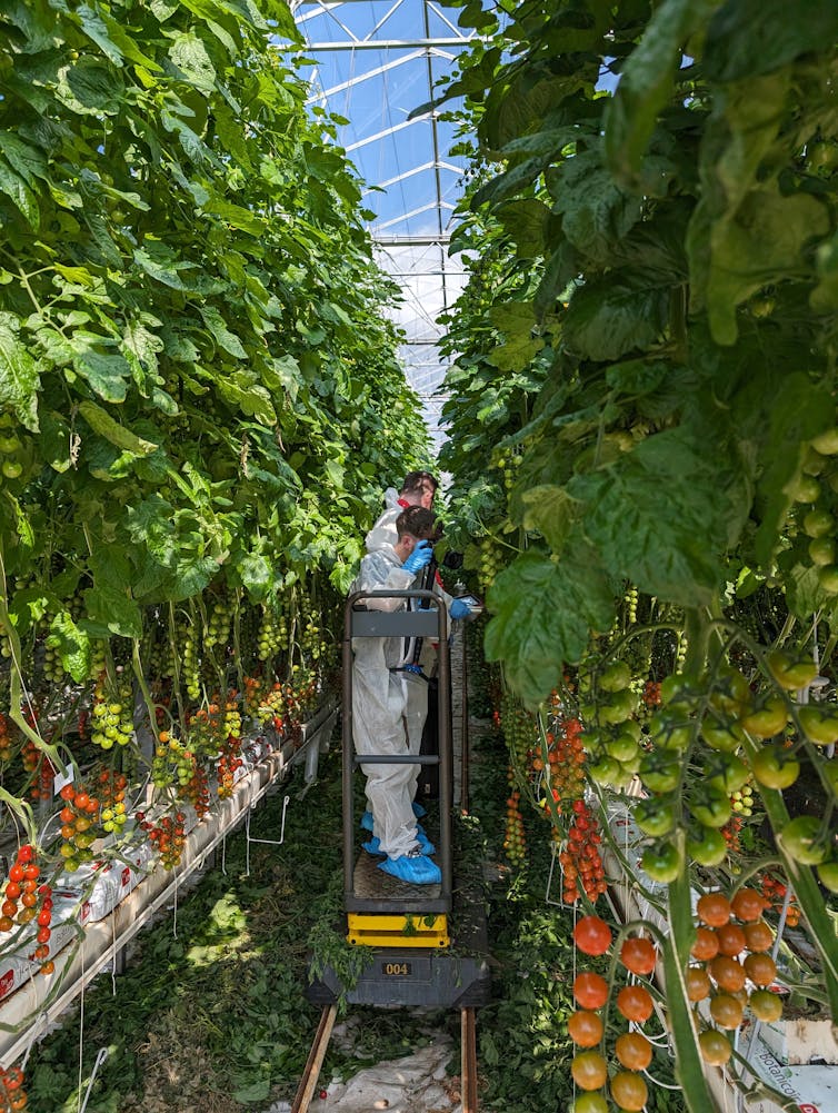 inside a smart greenhouse, high tech equipment and green plants growing
