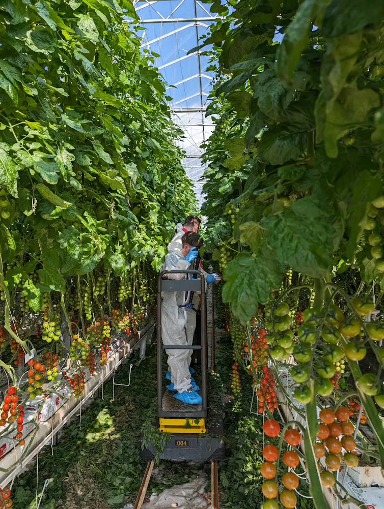 inside a smart greenhouse, high tech equipment and green plants growing