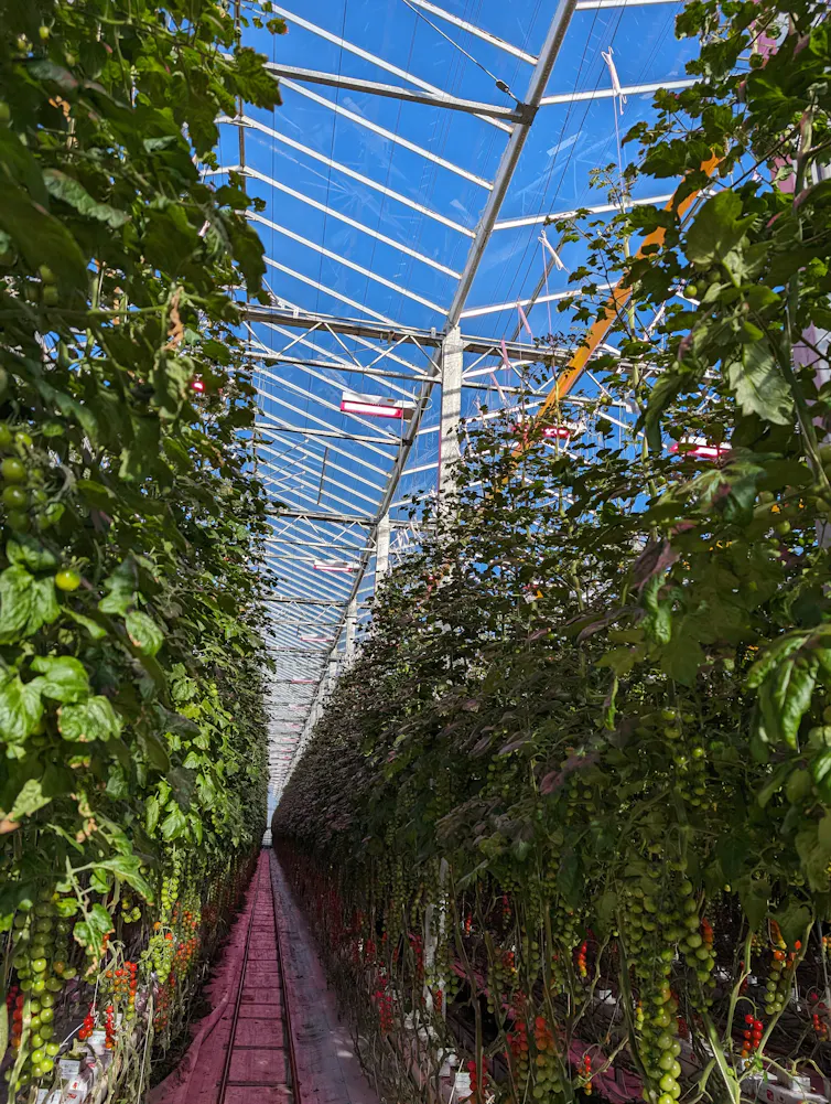 inside a smart greenhouse