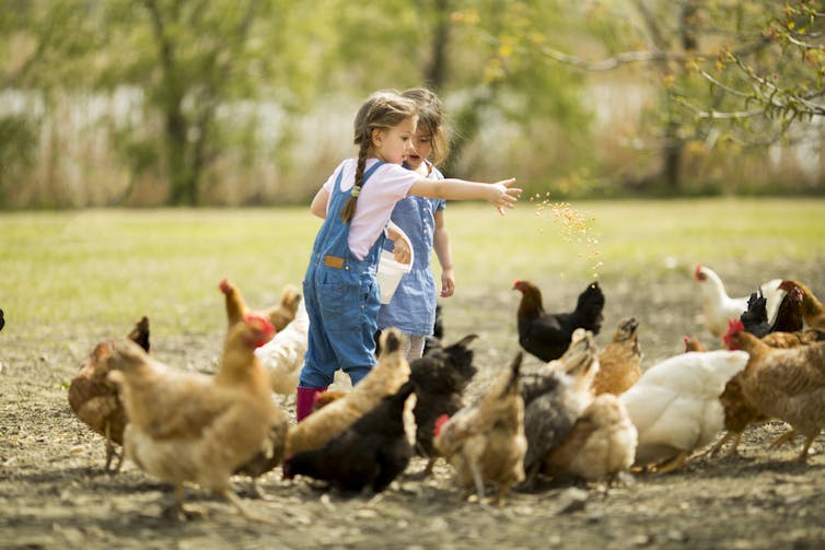 deux enfants nourrissent des poules