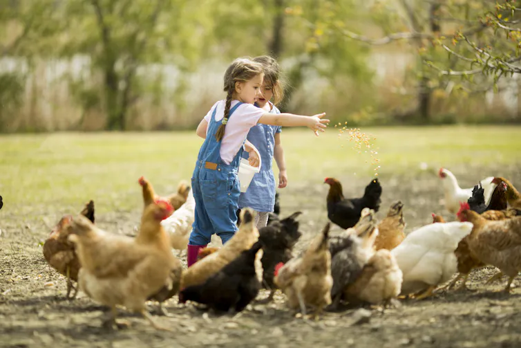 two children feeding chickens