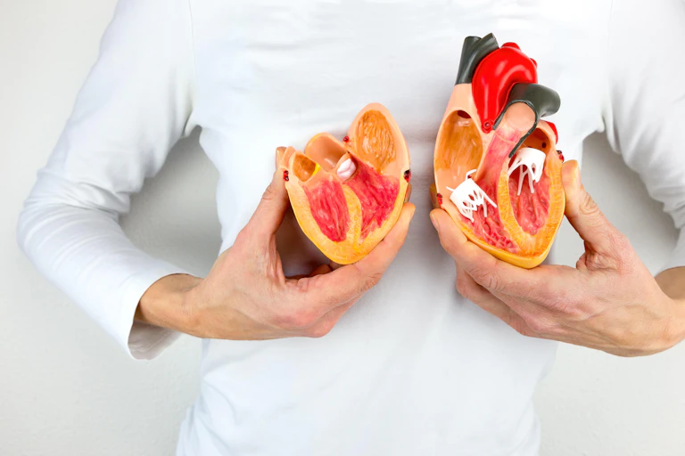A person holds a model of a heart (cut in two) against their white shirt.