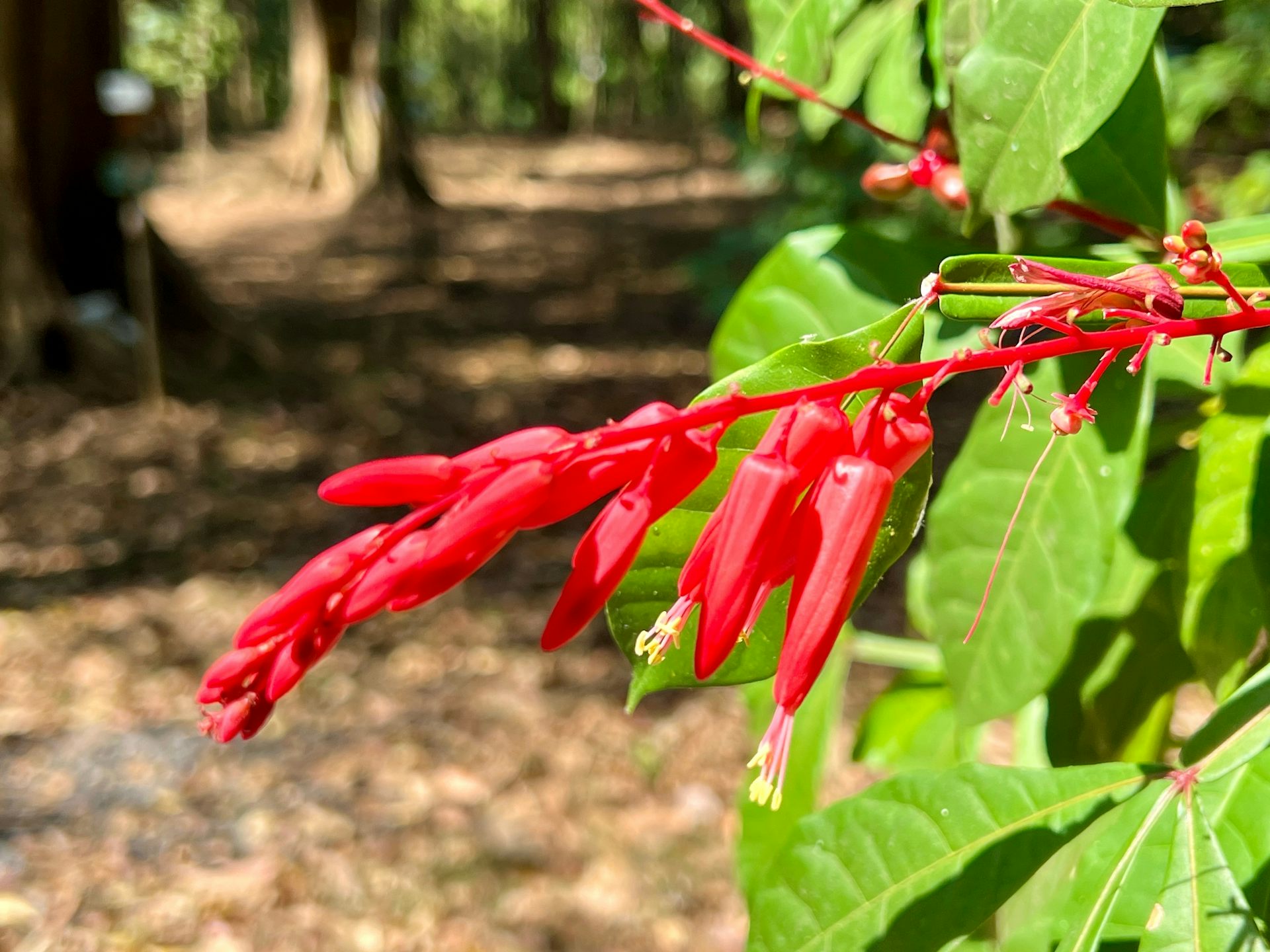 Une plante aux feuilles rouges 
