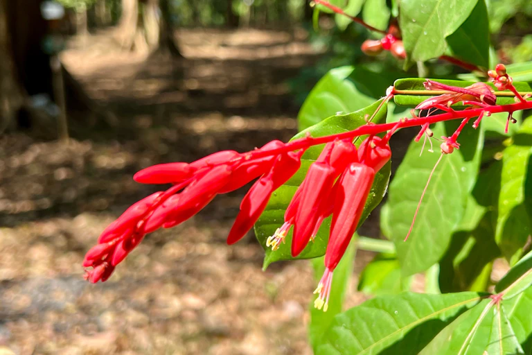 Une plante aux feuilles rouges