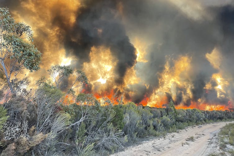 incêndio florestal em vegetação com fumaça ondulante
