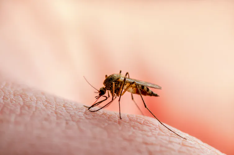 Obat antimalaria efektif cegah infeksi malaria pada ibu hamil.