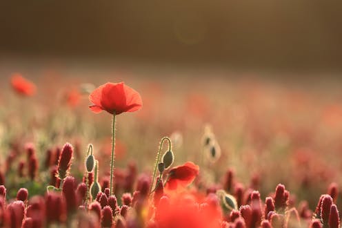 Australia and New Zealand are plagued by ‘tall poppy syndrome’. But would a cure be worse than the disease?