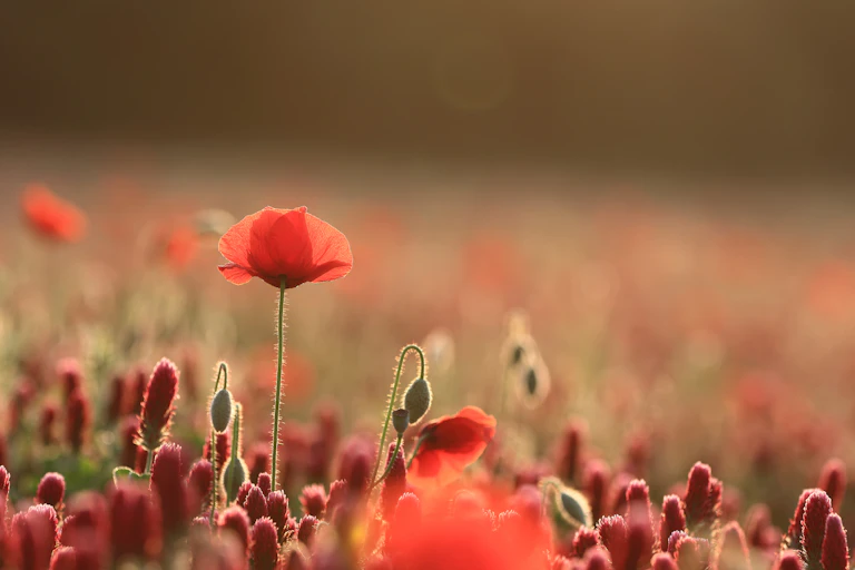 Backlit poppy standing tall among poppies