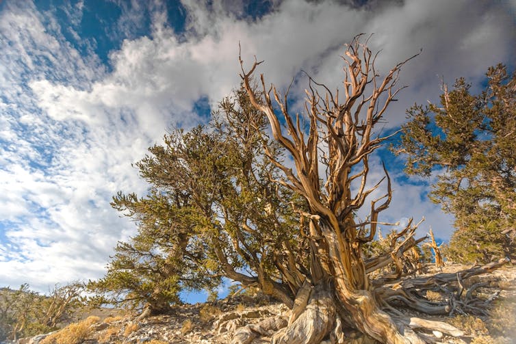 Methuselah tree in easter California