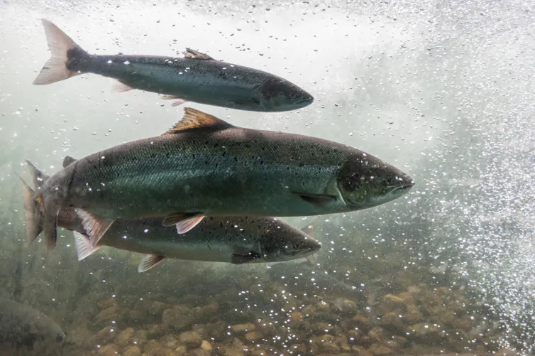 River salmon