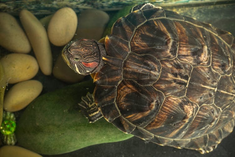 Turtle probing rocks
