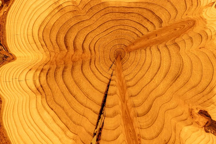 Redwood tree ring