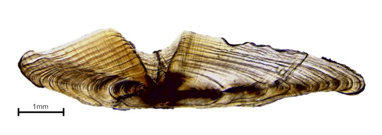 Maximum animals have their very own model of tree rings – right here’s how we biologists use them to assist species thrive 3 file 20250210 17 ztzqxo.jpg?ixlib=rb 4.1