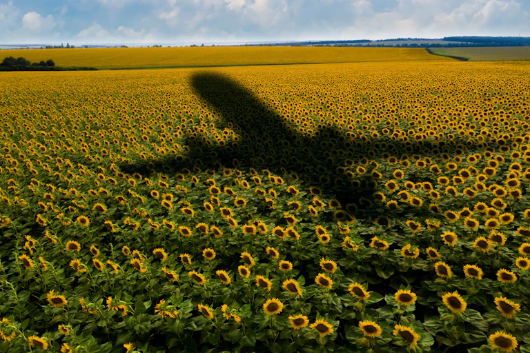 shadow of plane over sunflower field