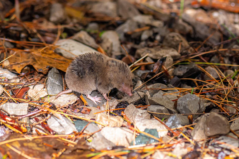 A short-tailed shrew in the wilds.