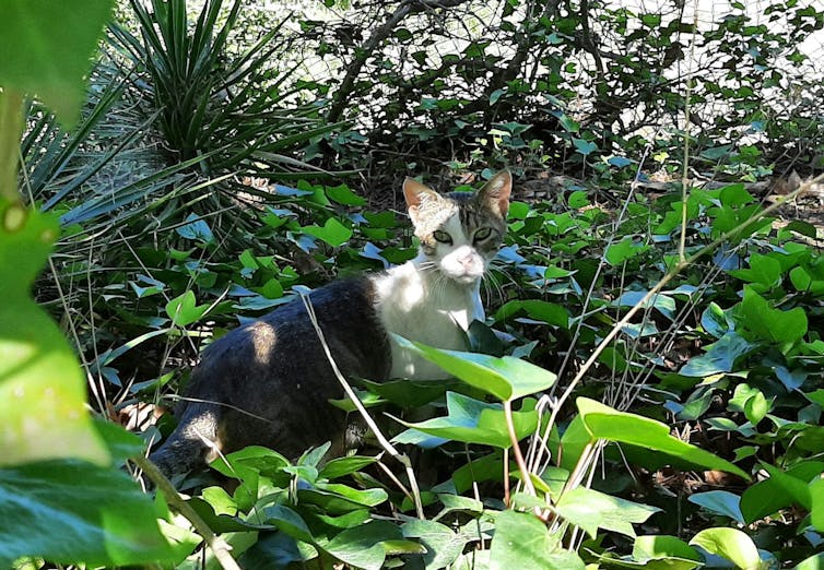 When cats make a risk to biodiversity 2 file 20250210 17 e0fo3r.jpg?ixlib=rb 4.1