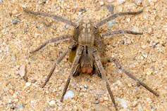 Uma aranha grande e peluda