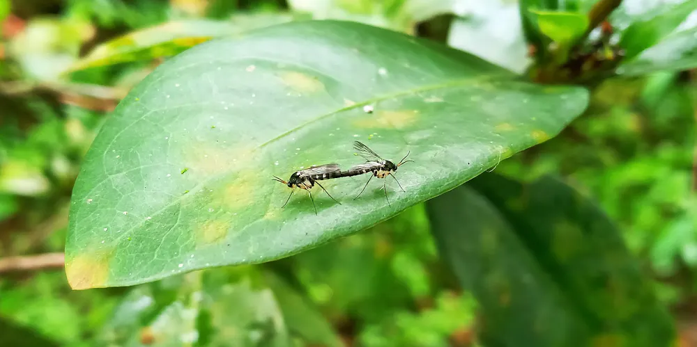 Birth Control Insects Making sex deadly for insects could control pests that carry disease ...
