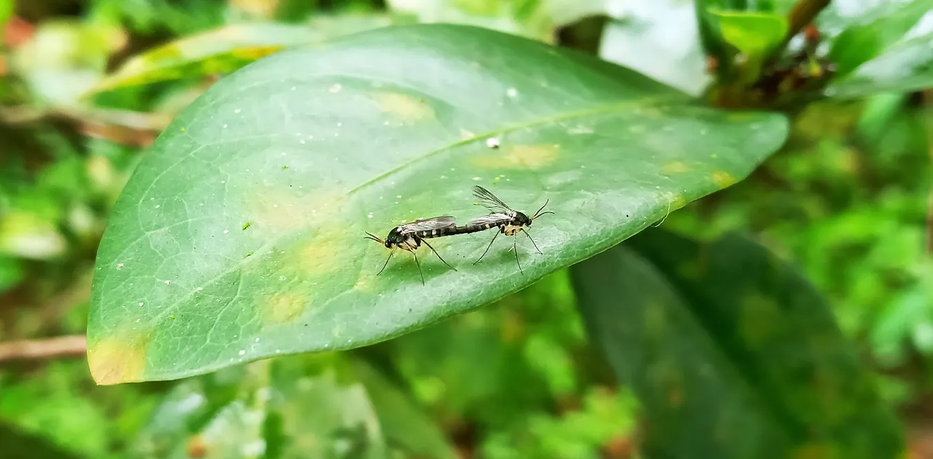 Files A Insect Making sex deadly for insects could control pests that carry disease ...