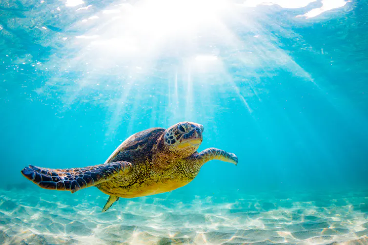 green turtle swimming