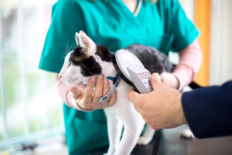A black and white cat scanned at a vet office.