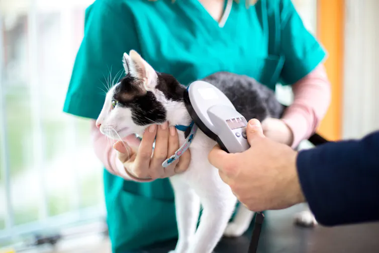 A black and white cat scanned at a vet office.