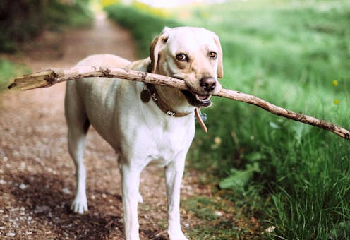 Thousands of Australian pets may soon have ‘useless’ microchips. It’s a symptom of a bigger problem