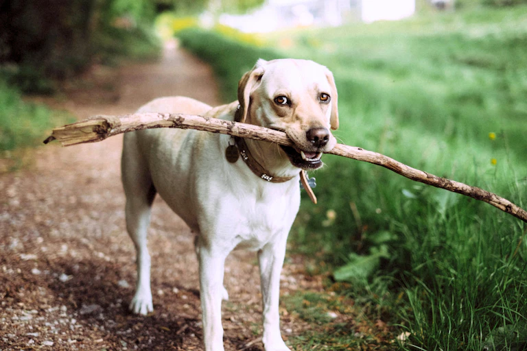 A white dog with a large stick on a forest path.